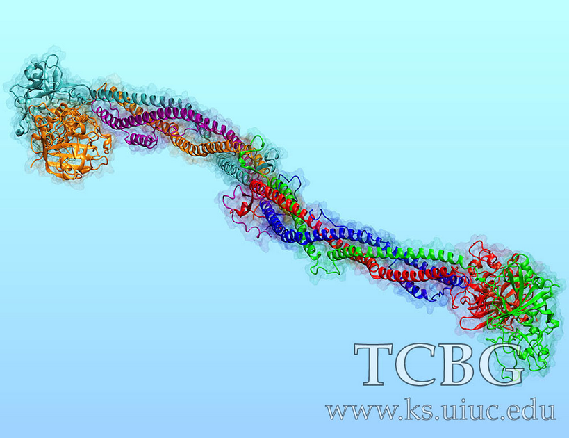 Fibrinogen, the Protein Building Block of a Blood Clot - Eric Lee, 2009