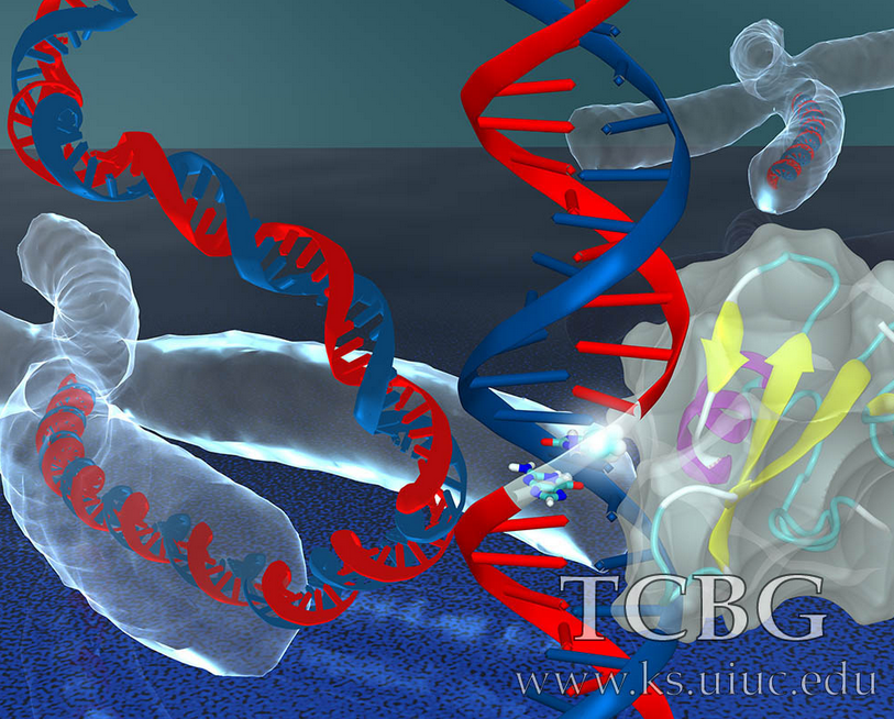 Protein binding to methylated DNA - Ilia Solov'yov and Chris Chipot, 2013, retrieved from https://www.ks.uiuc.edu/Gallery/Science-New/images/proteins-DNA-RNA/2013-calendar-Methylated-